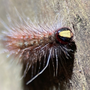 Epicoma (genus) at Burleigh Heads, QLD - 14 Jun 2024 11:38 AM