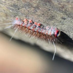 Epicoma (genus) at Burleigh Heads, QLD - 14 Jun 2024 11:38 AM