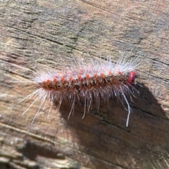 Epicoma (genus) at Burleigh Heads, QLD - 14 Jun 2024 11:38 AM