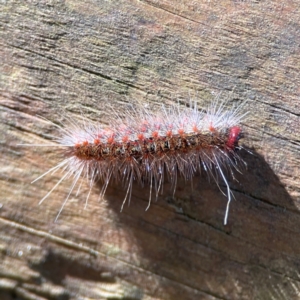 Epicoma (genus) at Burleigh Heads, QLD - 14 Jun 2024 11:38 AM