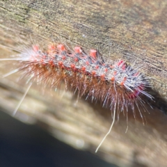 Epicoma (genus) at Burleigh Heads, QLD - 14 Jun 2024 11:38 AM