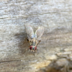 Unidentified Other true fly at Burleigh Heads, QLD - 14 Jun 2024 by Hejor1