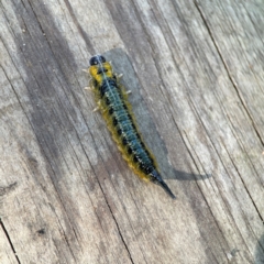 Pterygophorinae (subfamily) (Sawfly) at Burleigh Heads, QLD - 14 Jun 2024 by Hejor1