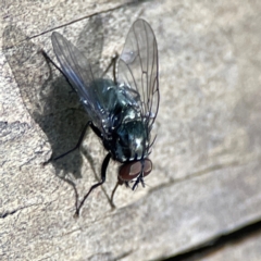 Diptera (order) at Burleigh Heads, QLD - 14 Jun 2024 by Hejor1