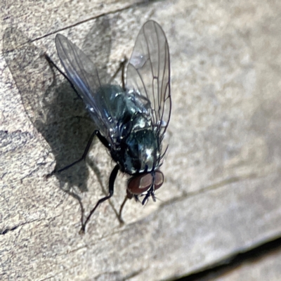 Unidentified Other true fly at Burleigh Heads, QLD - 14 Jun 2024 by Hejor1