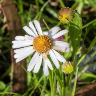 Brachyscome radicans (Marsh Daisy) at South East Forest National Park - 17 Jan 2024 by AlisonMilton