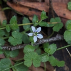 Lobelia pedunculata (Matted Pratia) at Nunnock Swamp - 18 Jan 2024 by AlisonMilton