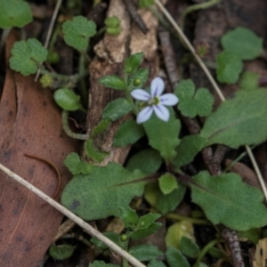 Lobelia pedunculata at Nunnock Swamp - 18 Jan 2024