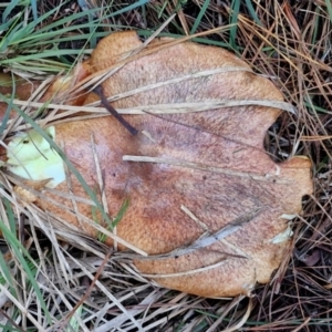 Suillus sp. at West Goulburn Bushland Reserve - 14 Jun 2024