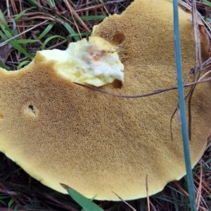 Suillus sp. at West Goulburn Bushland Reserve - 14 Jun 2024