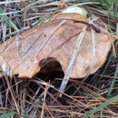 Suillus sp. at West Goulburn Bushland Reserve - 14 Jun 2024