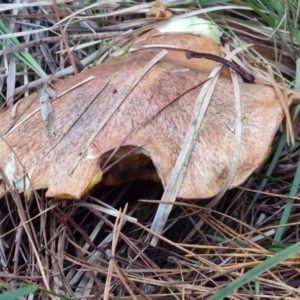 Suillus sp. at West Goulburn Bushland Reserve - 14 Jun 2024