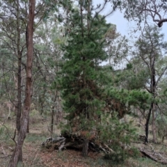 Pinus radiata (Monterey or Radiata Pine) at Goulburn Mulwaree Council - 14 Jun 2024 by trevorpreston