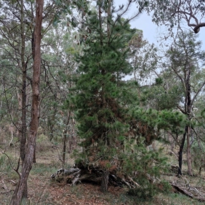 Pinus radiata (Monterey or Radiata Pine) at West Goulburn Bushland Reserve - 14 Jun 2024 by trevorpreston