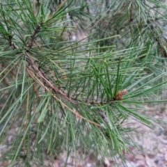 Pinus radiata at West Goulburn Bushland Reserve - 14 Jun 2024 04:24 PM