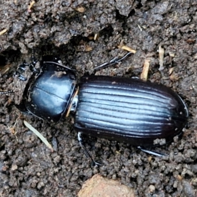 Mastachilus sp. (genus) (Unidentified Mastachilus bess beetle) at West Goulburn Bushland Reserve - 14 Jun 2024 by trevorpreston