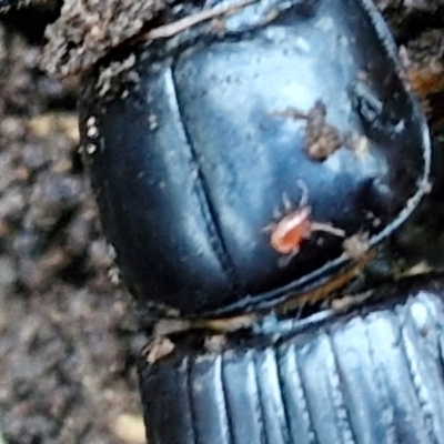 Acari (informal subclass) (Unidentified mite) at West Goulburn Bushland Reserve - 14 Jun 2024 by trevorpreston