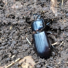 Acari (informal subclass) at West Goulburn Bushland Reserve - 14 Jun 2024 04:22 PM