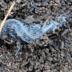 Limax maximus (Leopard Slug, Great Grey Slug) at West Goulburn Bushland Reserve - 14 Jun 2024 by trevorpreston