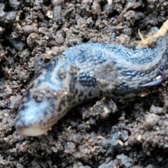 Limax maximus at West Goulburn Bushland Reserve - 14 Jun 2024