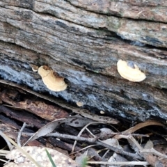 Truncospora ochroleuca at West Goulburn Bushland Reserve - 14 Jun 2024