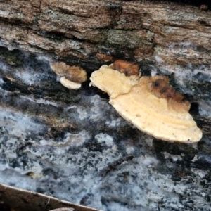 Truncospora ochroleuca at West Goulburn Bushland Reserve - 14 Jun 2024