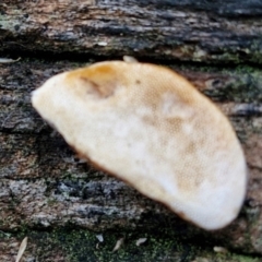 Truncospora ochroleuca at West Goulburn Bushland Reserve - 14 Jun 2024