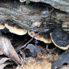 Truncospora ochroleuca at West Goulburn Bushland Reserve - 14 Jun 2024 04:20 PM