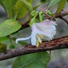 Lonicera fragrantissima (Winter Honeysuckle) at Goulburn, NSW - 14 Jun 2024 by trevorpreston