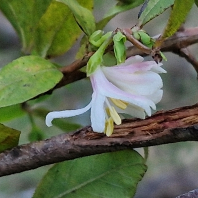 Lonicera fragrantissima (Winter Honeysuckle) at Goulburn, NSW - 14 Jun 2024 by trevorpreston