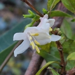 Lonicera fragrantissima at West Goulburn Bushland Reserve - 14 Jun 2024 04:16 PM