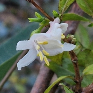 Lonicera fragrantissima at West Goulburn Bushland Reserve - 14 Jun 2024