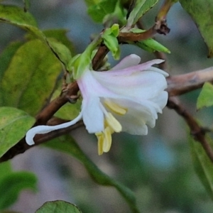 Lonicera fragrantissima at West Goulburn Bushland Reserve - 14 Jun 2024