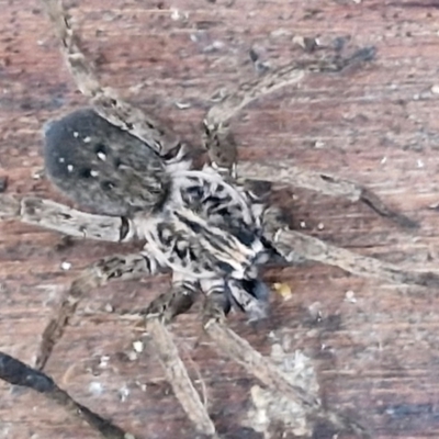 Mituliodon tarantulinus (Prowling Spider) at Goulburn, NSW - 14 Jun 2024 by trevorpreston