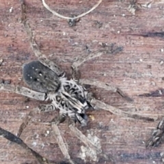 Mituliodon tarantulinus at West Goulburn Bushland Reserve - 14 Jun 2024 04:14 PM