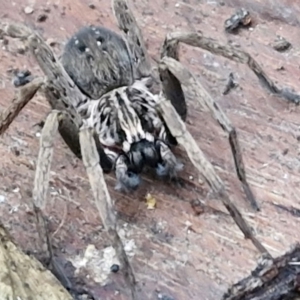 Mituliodon tarantulinus at West Goulburn Bushland Reserve - 14 Jun 2024 04:14 PM