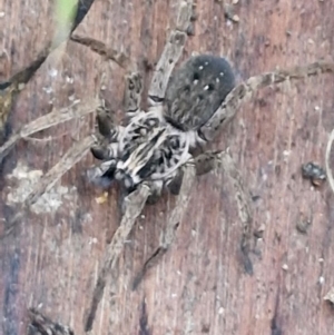 Mituliodon tarantulinus at West Goulburn Bushland Reserve - 14 Jun 2024 04:14 PM