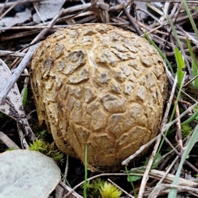 Scleroderma sp. (Scleroderma) at Goulburn, NSW - 14 Jun 2024 by trevorpreston