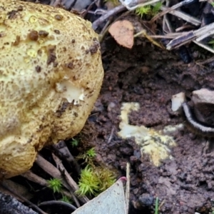 Scleroderma sp. at West Goulburn Bushland Reserve - 14 Jun 2024