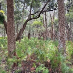 Baloskion tetraphyllum subsp. meiostachyum (Plume Rush, Australian Reed) at Wallum - 14 Jun 2024 by Sanpete