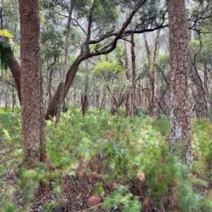 Baloskion tetraphyllum subsp. meiostachyum at Wallum - 14 Jun 2024