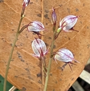 Acianthus fornicatus at Wallum - 5 Jun 2024