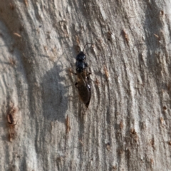 Bethylidae (family) (Bethylid wasp) at Higgins Woodland - 9 Jun 2024 by Untidy