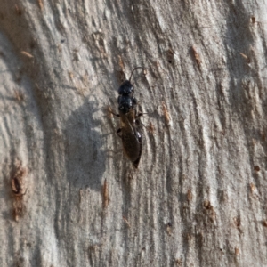 Bethylidae (family) at Higgins Woodland - 9 Jun 2024 02:21 PM