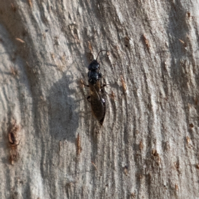 Bethylidae (family) (Bethylid wasp) at Higgins Woodland - 9 Jun 2024 by Untidy