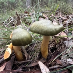 Cortinarius austrovenetus (Green Skinhead) at Campbell, ACT - 14 Jun 2024 by Pirom