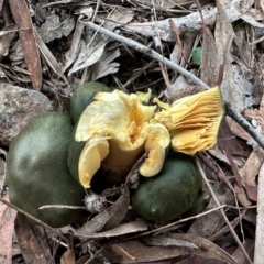 Cortinarius austrovenetus at Mount Ainslie - 14 Jun 2024