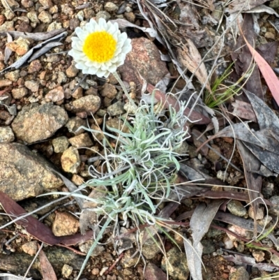 Leucochrysum albicans (Hoary Sunray) at Mount Majura - 10 Jun 2024 by Pirom