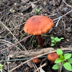 Laccaria sp. (Laccaria) at Mount Ainslie - 14 Jun 2024 by Pirom