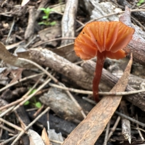 Laccaria sp. at Mount Ainslie - 14 Jun 2024